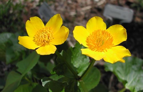 Caltha palustris